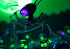 Stvarna Snimka Homoseksualnog Zlonamjernog Insekta